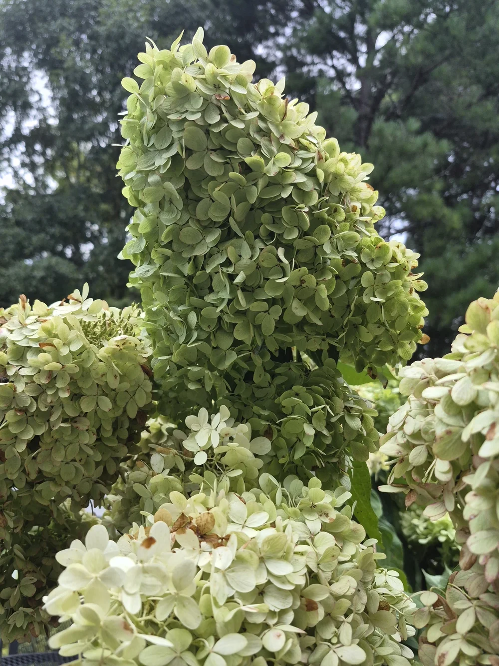 Set of 3 Natural Dried Limelight Hydrangea Stems | Luxury Floral